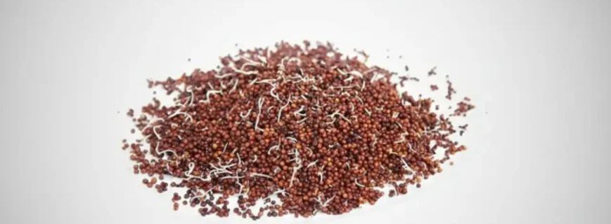Sprouted Ragi