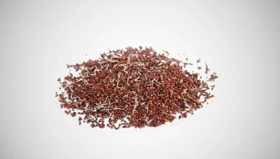 Sprouted Ragi